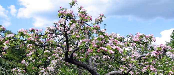 https://brightonpermaculture.org.uk/wp-content/uploads/fruit/homefarm/orchards05.jpg