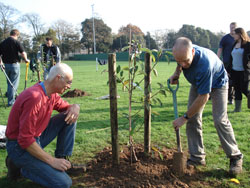 Chichester Community Orchard