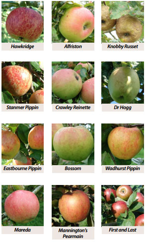 Sussex Apples