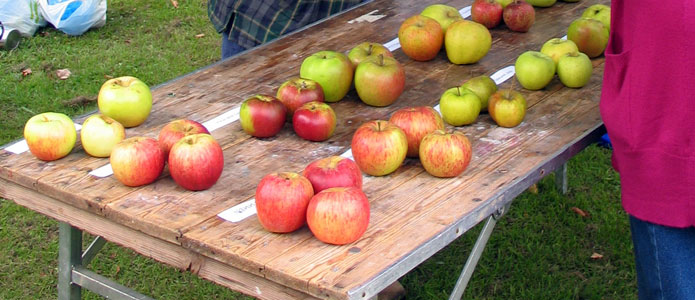 https://brightonpermaculture.org.uk/wp-content/uploads/fruit/sussexapples/sussexapples06.jpg