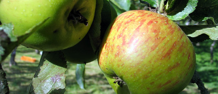 https://brightonpermaculture.org.uk/wp-content/uploads/fruit/sussexapples/sussexapples08.jpg