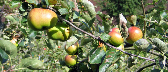 https://brightonpermaculture.org.uk/wp-content/uploads/fruit/sussexapples/sussexapples10.jpg