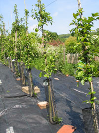 Sussex apple trees