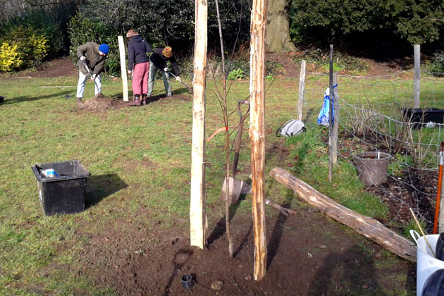 Planning and planting a small orchard