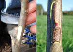 Fruit tree grafting