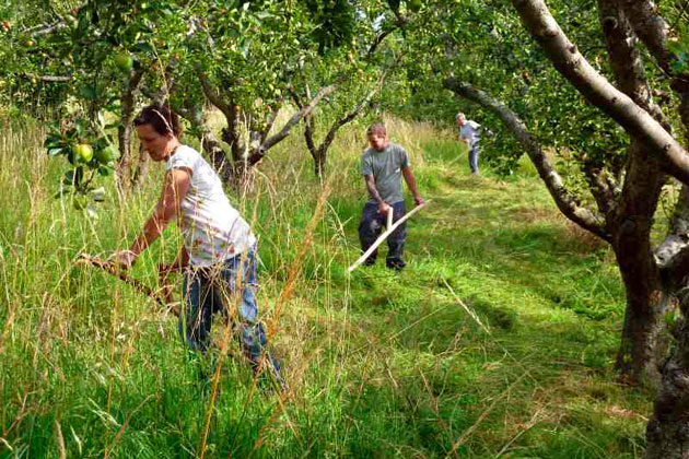 Scything: Improvers workshop