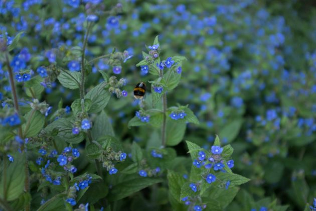 Bee and Forget me not